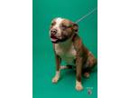 Adopt Nibbler a Brindle Pit Bull Terrier / Mixed dog in El Paso, TX (40688515)