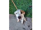 Adopt Mc Donalds a White Pit Bull Terrier / Mixed dog in El Paso, TX (40688494)