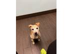 Adopt Ginger a Tan/Yellow/Fawn - with White Terrier (Unknown Type
