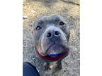 Adopt Carter a Gray/Blue/Silver/Salt & Pepper Terrier (Unknown Type