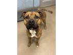 Adopt Jahkin- IN FOSTER a Brown/Chocolate Mixed Breed (Large) / Mixed dog in