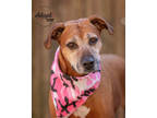 Adopt Mia a Tan/Yellow/Fawn Mixed Breed (Large) / Mixed dog in Salem