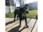 Adopt Buddy a Black American Pit Bull Terrier / Mixed Breed (Medium) / Mixed