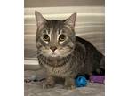 Adopt Baddie a Gray or Blue Domestic Shorthair / Mixed Breed (Medium) / Mixed