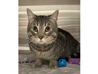 Adopt Baddie a Gray or Blue Domestic Shorthair / Domestic Shorthair / Mixed cat