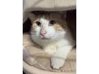 Adopt Harriet a Orange or Red Domestic Shorthair / Domestic Shorthair / Mixed
