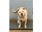Adopt Palmer - IN FOSTER a White Mixed Breed (Small) / Mixed Breed (Medium) /
