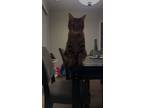 Adopt Barrett a Brown Tabby Manx / Mixed (short coat) cat in Saint Charles