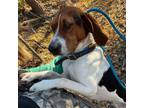 Adopt Cooper a Tricolor (Tan/Brown & Black & White) Treeing Walker Coonhound /