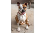 Adopt Pepper a Brown/Chocolate Mixed Breed (Small) / Mixed Breed (Medium) /