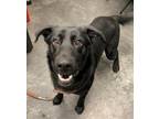Adopt Hart a Black Retriever (Unknown Type) / Mixed dog in Moncks Corner