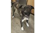 Adopt King Louie a Brindle Mastiff / Mixed dog in Barco, NC (40712682)