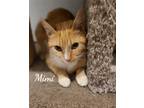 Adopt Mimi a Orange or Red (Mostly) Domestic Shorthair / Mixed (short coat) cat