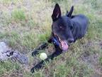 Adopt Jazz a Black German Shepherd Dog / Mixed dog in Scottsdale, AZ (40712419)