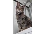 Adopt Naughty a Brown Tabby Domestic Shorthair / Mixed (short coat) cat in
