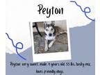 Adopt Peyton a Black - with Tan, Yellow or Fawn Husky / American Staffordshire