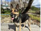 Adopt Sophie a Brown/Chocolate - with Black German Shepherd Dog / Mixed dog in
