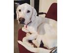 Adopt Brian a White - with Black Dalmatian / Hound (Unknown Type) / Mixed dog in