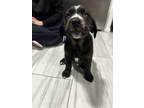 Adopt Prima a Black - with White Golden Retriever / Cane Corso / Mixed dog in