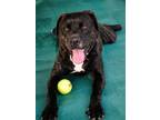 Adopt Jethro a American Pit Bull Terrier / Bull Terrier / Mixed dog in St.