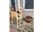 Adopt Honey a Tan/Yellow/Fawn German Shepherd Dog / Mixed dog in Houston