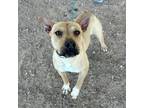 Adopt Zippy* a Tan/Yellow/Fawn Shar Pei / Mixed dog in El Paso, TX (40688651)