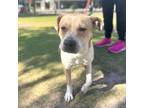 Adopt Finnegan* a Tan/Yellow/Fawn Border Terrier / Mixed dog in El Paso
