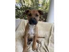 Adopt Mahomes a Brown/Chocolate Belgian Malinois / Mixed dog in Charleston