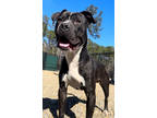 Adopt Chop a Black American Pit Bull Terrier / Mixed dog in Okatie
