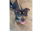 Adopt Patricia a Black American Pit Bull Terrier / Mixed dog in Okatie