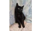 Adopt Zach a All Black Domestic Shorthair / Domestic Shorthair / Mixed cat in