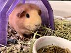 Adopt BLAZEY a Yellow Guinea Pig / Mixed (short coat) small animal in Frederick