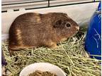 Adopt SPEEDY a Brown or Chocolate Guinea Pig / Guinea Pig / Mixed small animal