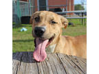 Adopt Mateo a Brown/Chocolate Shepherd (Unknown Type) / Mixed dog in San Marcos