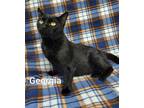 Adopt Georgia a Black (Mostly) Domestic Shorthair / Mixed (short coat) cat in