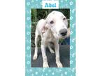 Adopt Abel a White - with Brown or Chocolate Dalmatian / Hound (Unknown Type) /