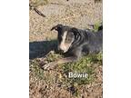 Adopt Bowie a Black - with White Shar Pei / Catahoula Leopard Dog dog in