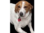 Adopt Peach Groot a Tan/Yellow/Fawn - with White Hound (Unknown Type) /