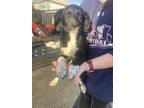 Adopt Birdie a Black - with White Beagle / Mixed dog in Grant, AL (40709321)