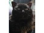 Adopt Random a Black (Mostly) Domestic Mediumhair / Mixed (long coat) cat in
