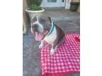 Adopt Frida a Gray/Silver/Salt & Pepper - with White American Staffordshire
