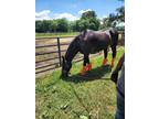 Adopt Stewart a Bay Standardbred / Mixed horse in Salisbury, MD (40709055)