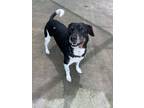 Adopt Toby a Black - with White Jack Russell Terrier / Mixed dog in Salisbury