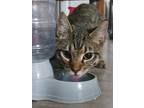 Adopt Skip a Domestic Shorthair cat in Garland, TX (39571023)