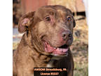 Adopt Whiskey a Brown/Chocolate Catahoula Leopard Dog / Mixed Breed (Medium) /