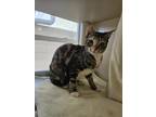 Adopt Charlee a Gray or Blue Domestic Shorthair / Domestic Shorthair / Mixed cat