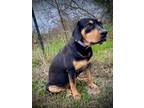 Adopt Lacey a Black - with Tan, Yellow or Fawn Rottweiler / Basset Hound / Mixed