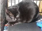 Adopt Jayne a All Black American Shorthair / Mixed (short coat) cat in Naples