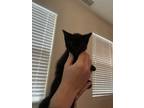 Adopt Unnamed a Black (Mostly) Ragdoll / Mixed (medium coat) cat in Camarillo