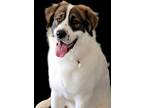 Adopt Bruno a White - with Brown or Chocolate St. Bernard / Great Pyrenees /
